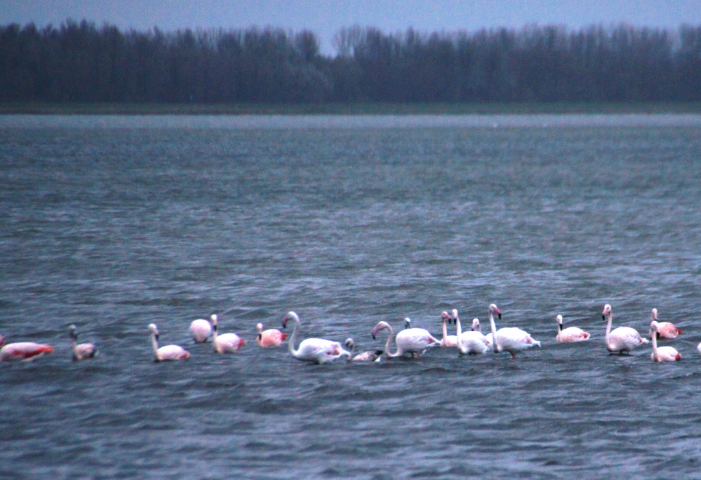 Flamingos Bad Hoophuizen-web